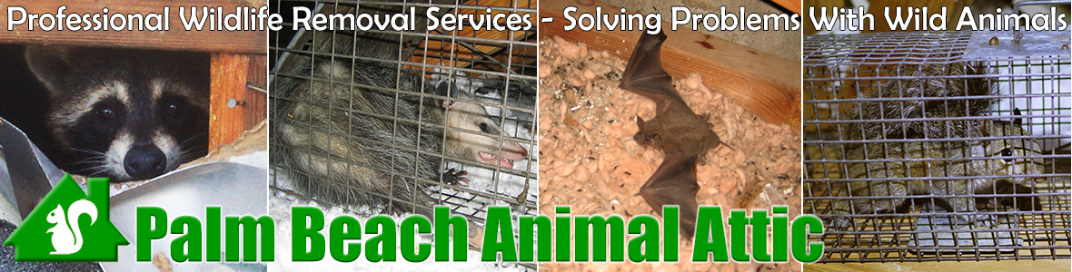 West Palm Beach Animal Attic